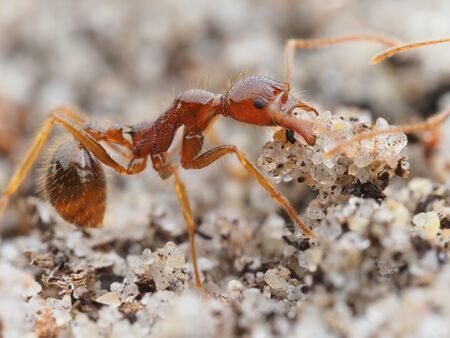 Red Ant Carrying a Collection of Sand Granules, on a Sandy Surface — NatureWise Pest Control In Port Macquarie, NSW