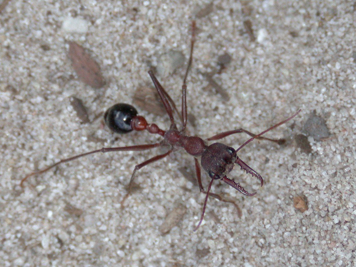 Red Ant With Large Mandibles on a Light Gray, Sandy Surface — NatureWise Pest Control In Port Macquarie, NSW