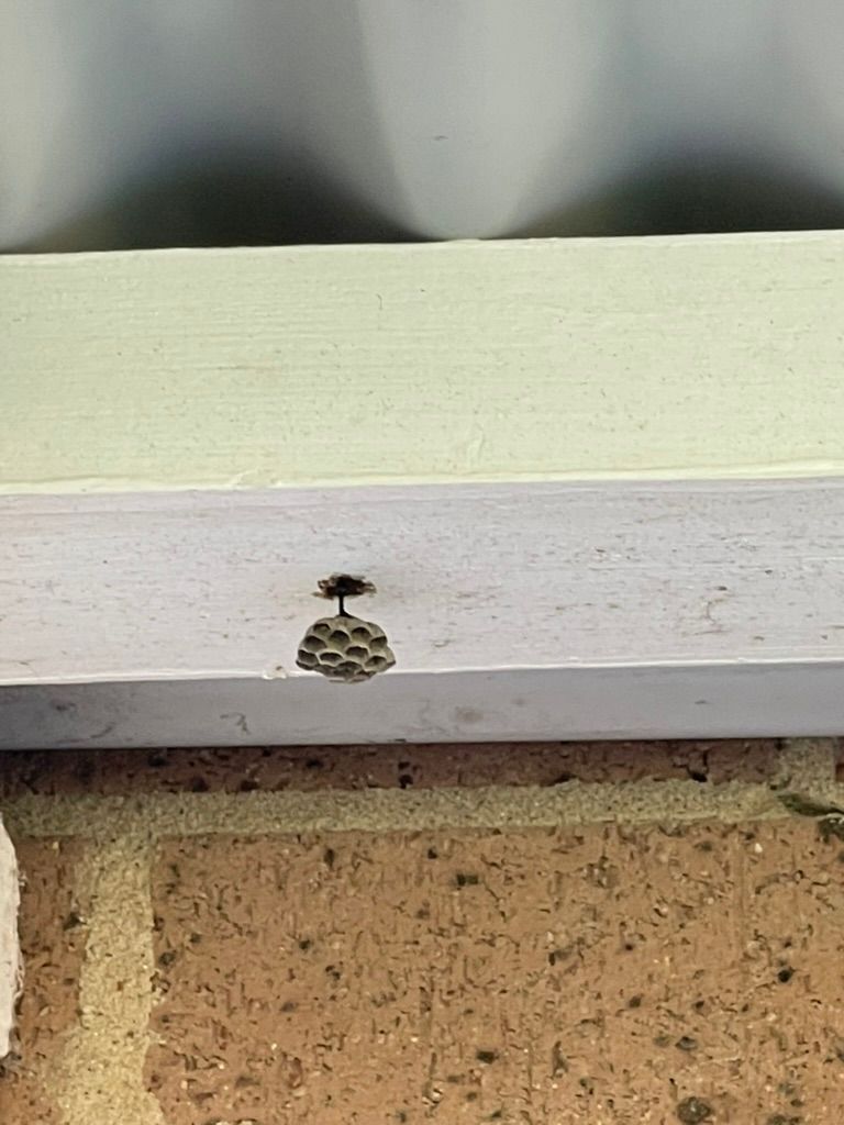 Small Wasp Nest Attached to a White Painted Beam — NatureWise Pest Control In Port Macquarie, NSW