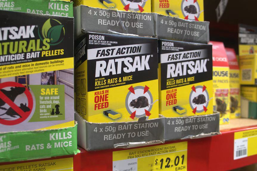 image of common rodent bait on store shelf - rat control port macquarie