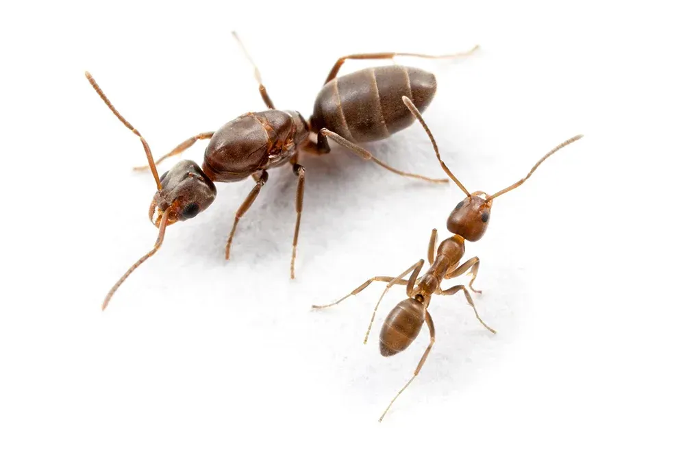 Two Brown Ants on a White Background, One Large and One Small — NatureWise Pest Control In Port Macquarie, NSW