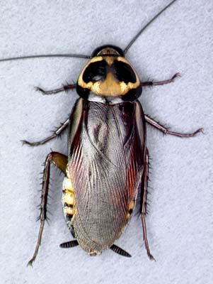 Brown Cockroach Shown From Above — NatureWise Pest Control In Port Macquarie, NSW