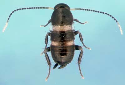 Segmented Insect With Light-colored Bands — NatureWise Pest Control In Port Macquarie, NSW