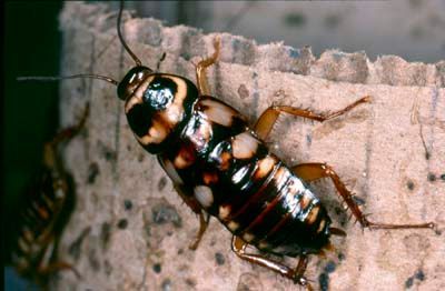 Dark Brown and Cream-spotted Florida — NatureWise Pest Control In Port Macquarie, NSW