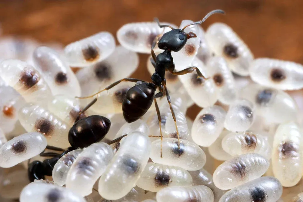 Ants Tending to Pale, Oval Ant Eggs in a Brown, Earthy Environment — NatureWise Pest Control In Port Macquarie, NSW