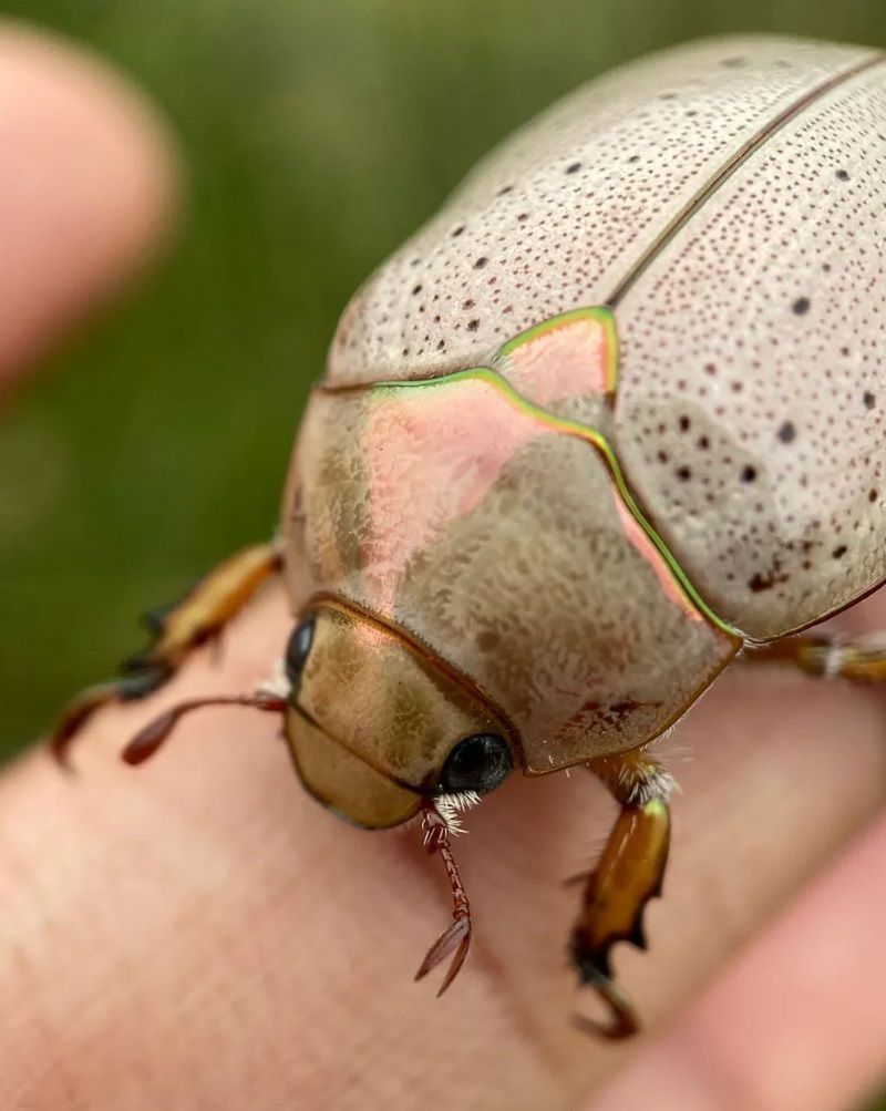 Beetle With Iridescent Pink and Green Edges Resting on a Person's Finger — NatureWise Pest Control In Port Macquarie, NSW
