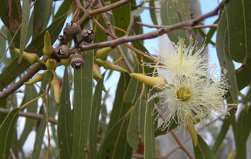 Eucalyptus Tree Branch With Green Leaves — NatureWise Pest Control In Port Macquarie, NSW