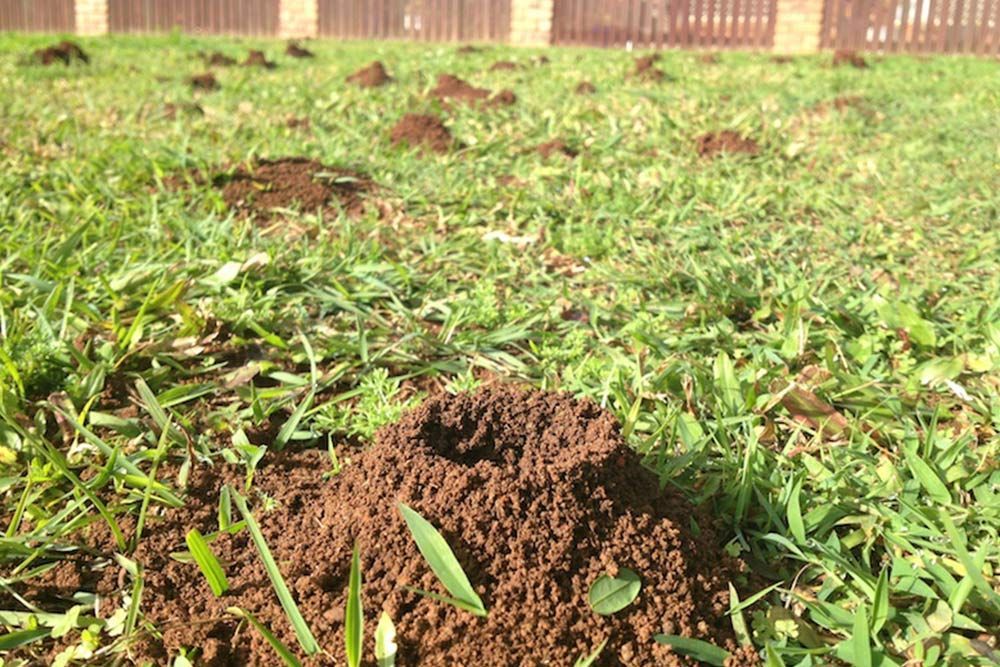Lawn With Several Molehills, Dark Brown Soil Mounds — NatureWise Pest Control In Port Macquarie, NSW