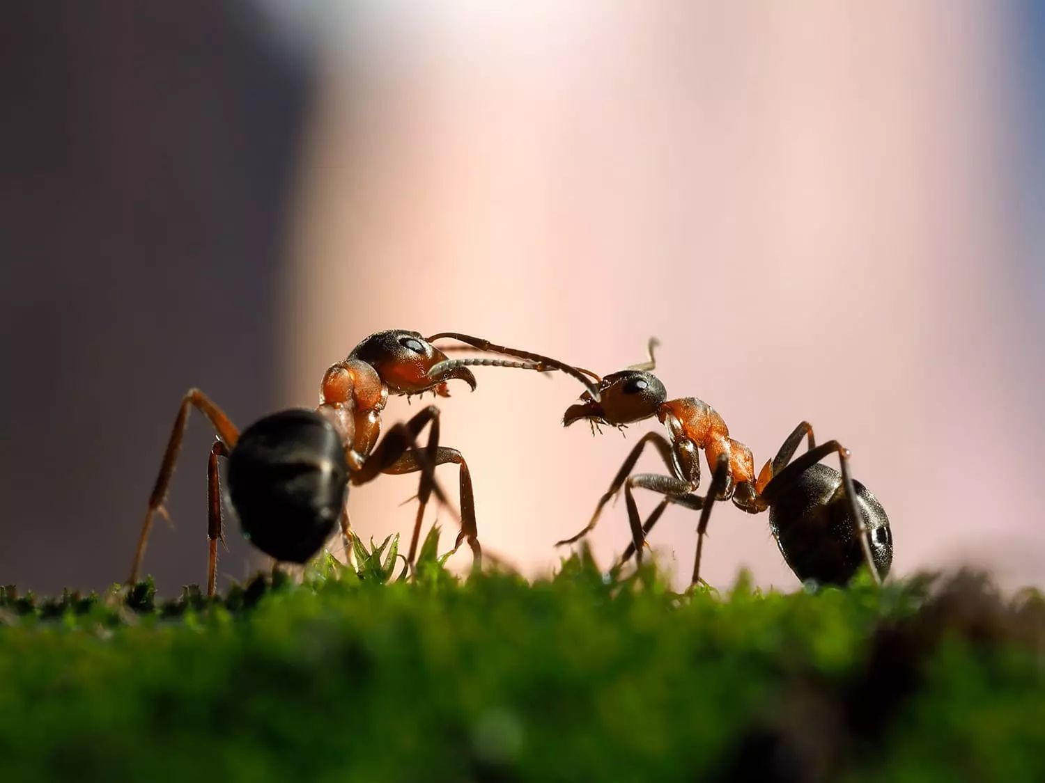 Two Ants Facing Each Other, Antennae Touching — NatureWise Pest Control In Port Macquarie, NSW