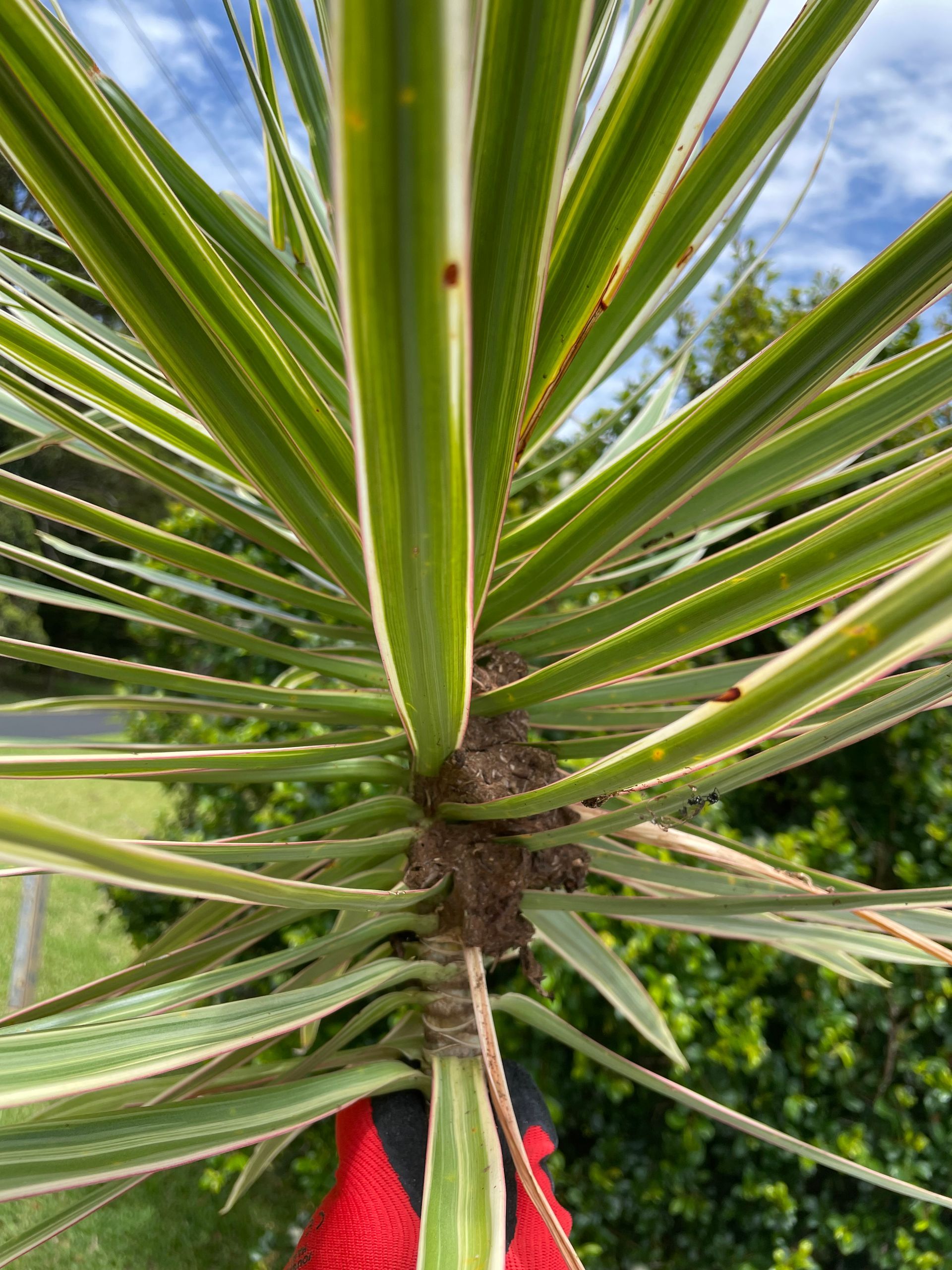 Ant infestation with ant nest in tree branch at residential home.
ant nest removal port macquarie naturewise pest control