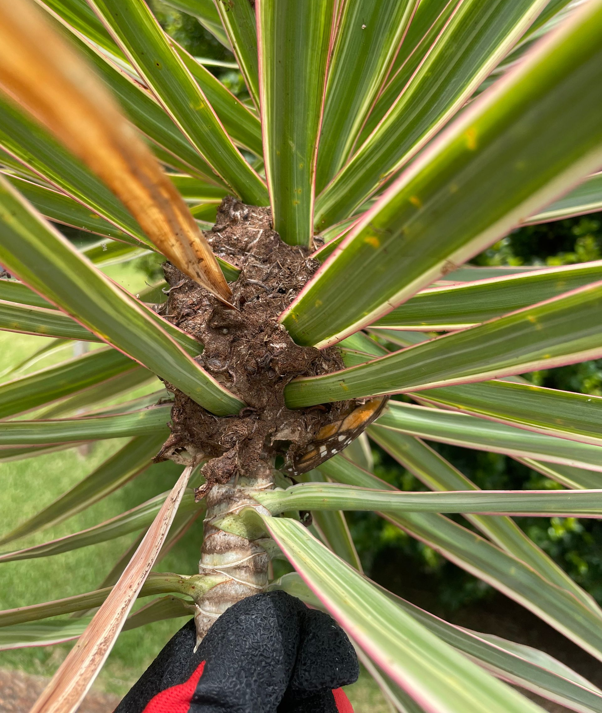 (Polyrhachis australis) ant nest removal port macquarie naturewise pest control
