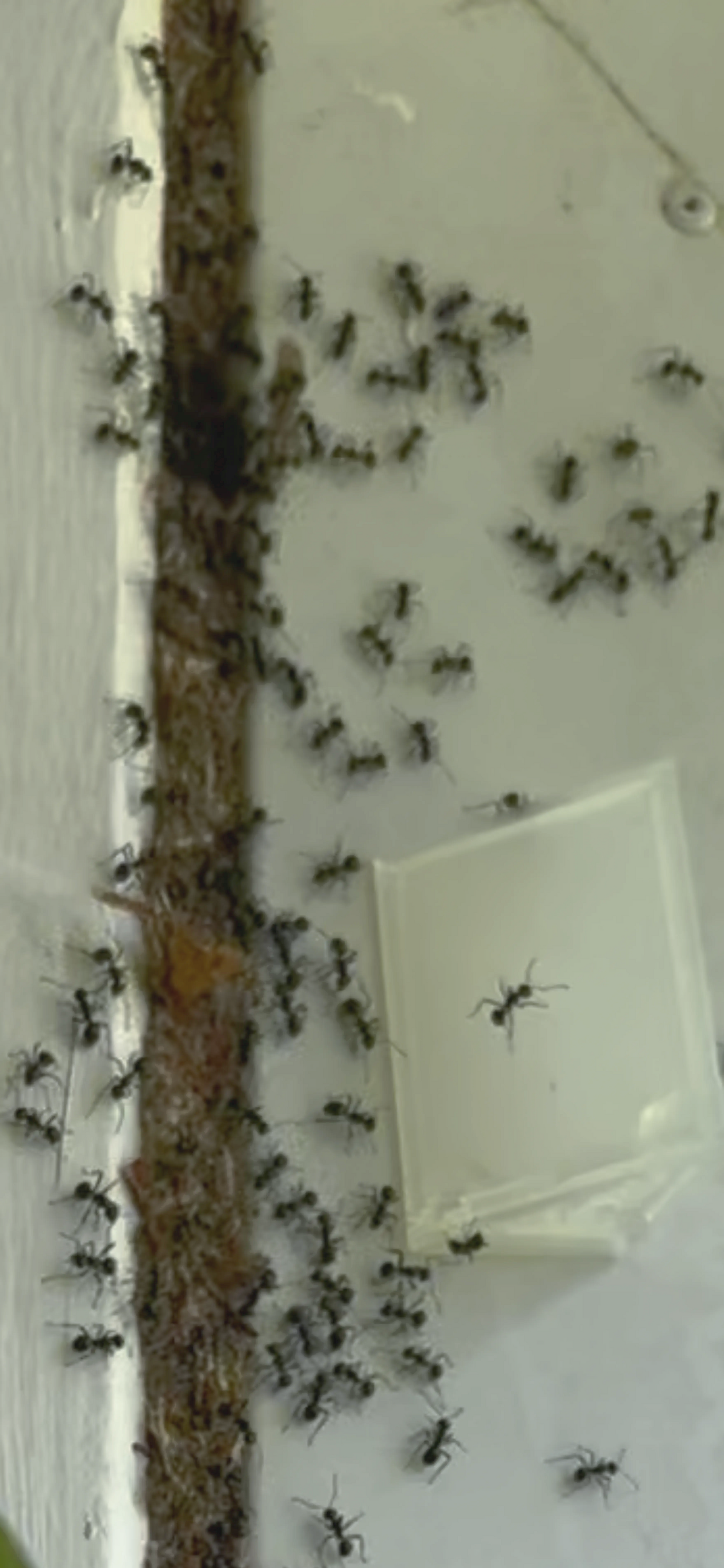 Ant infestation with ants feeding from a bait station near their nest outside a residential home. ant nest removal port macquarie naturewise pest control