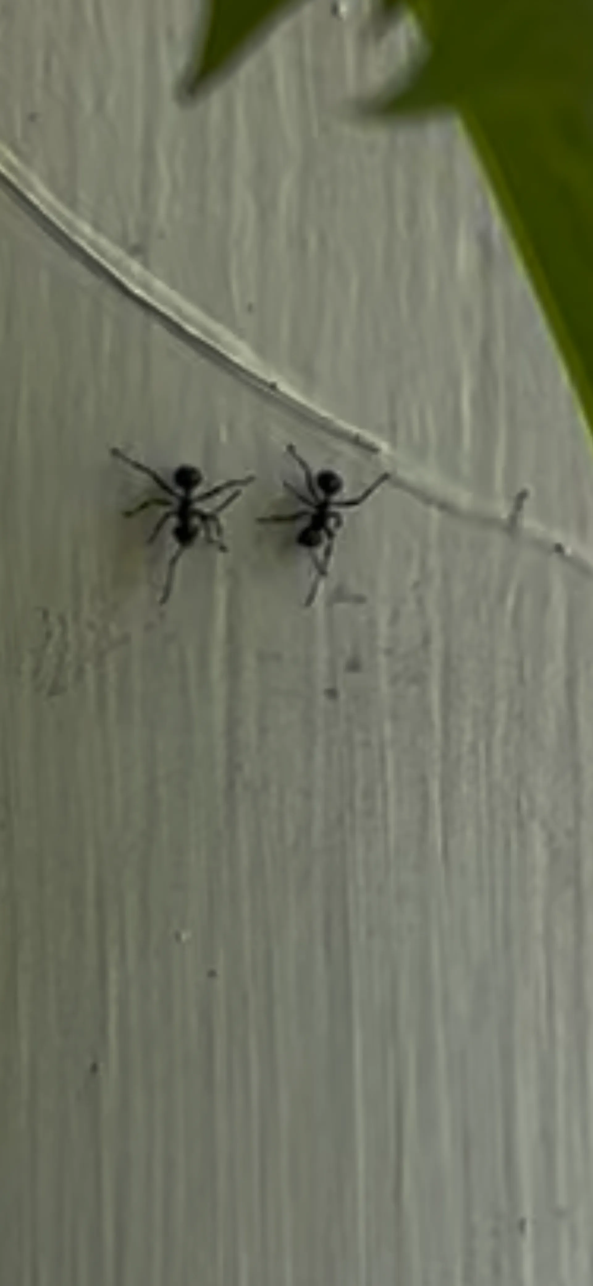 Close-up of ants (Polyrhachis australis) on wooden post, ant nest removal port macquarie naturewise pest control