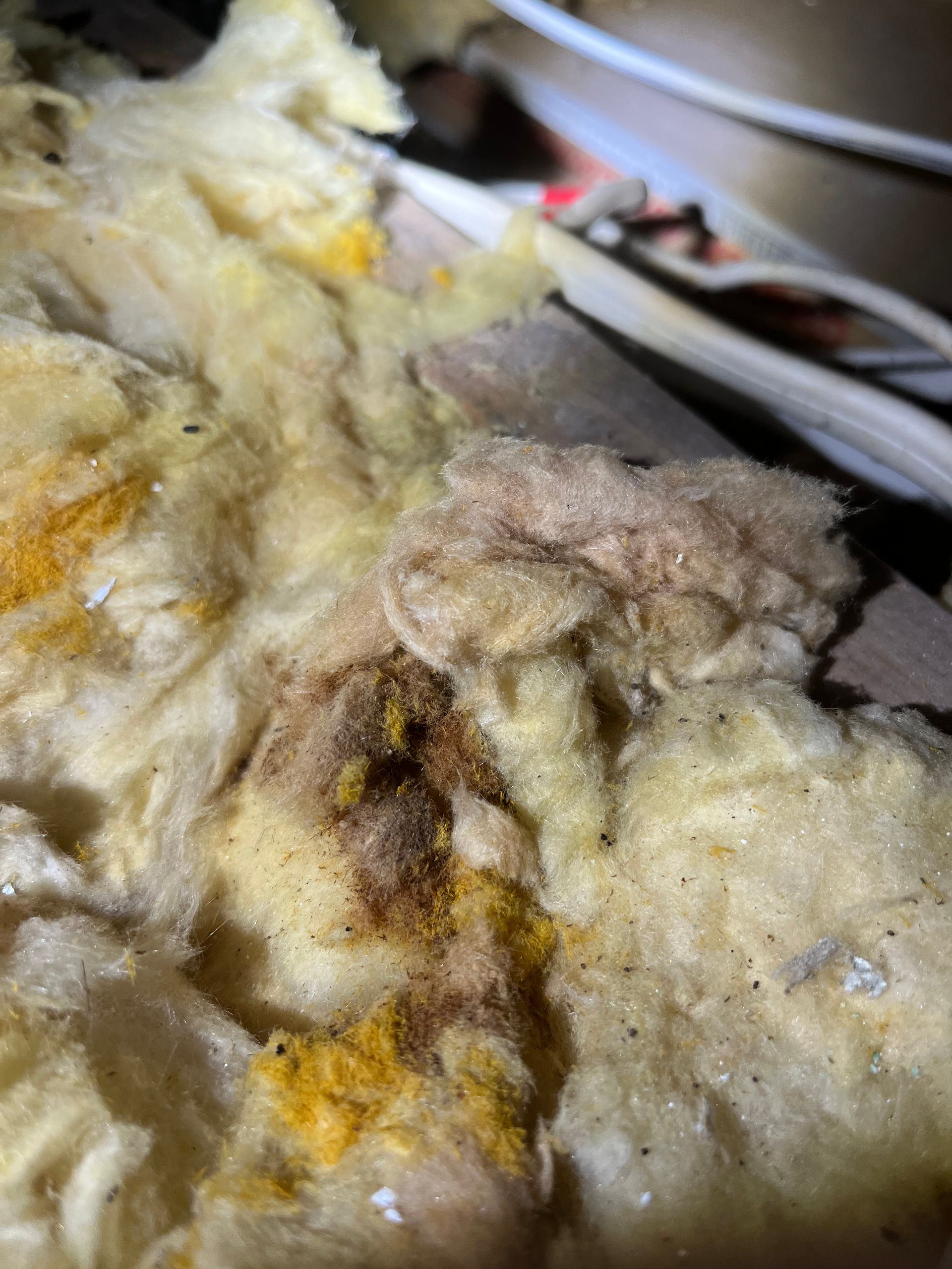 insulation in roof cavity colored different shades of yellow, orange and brown from rodent urine. rodent rat pest control naturewise port macquarie nsw