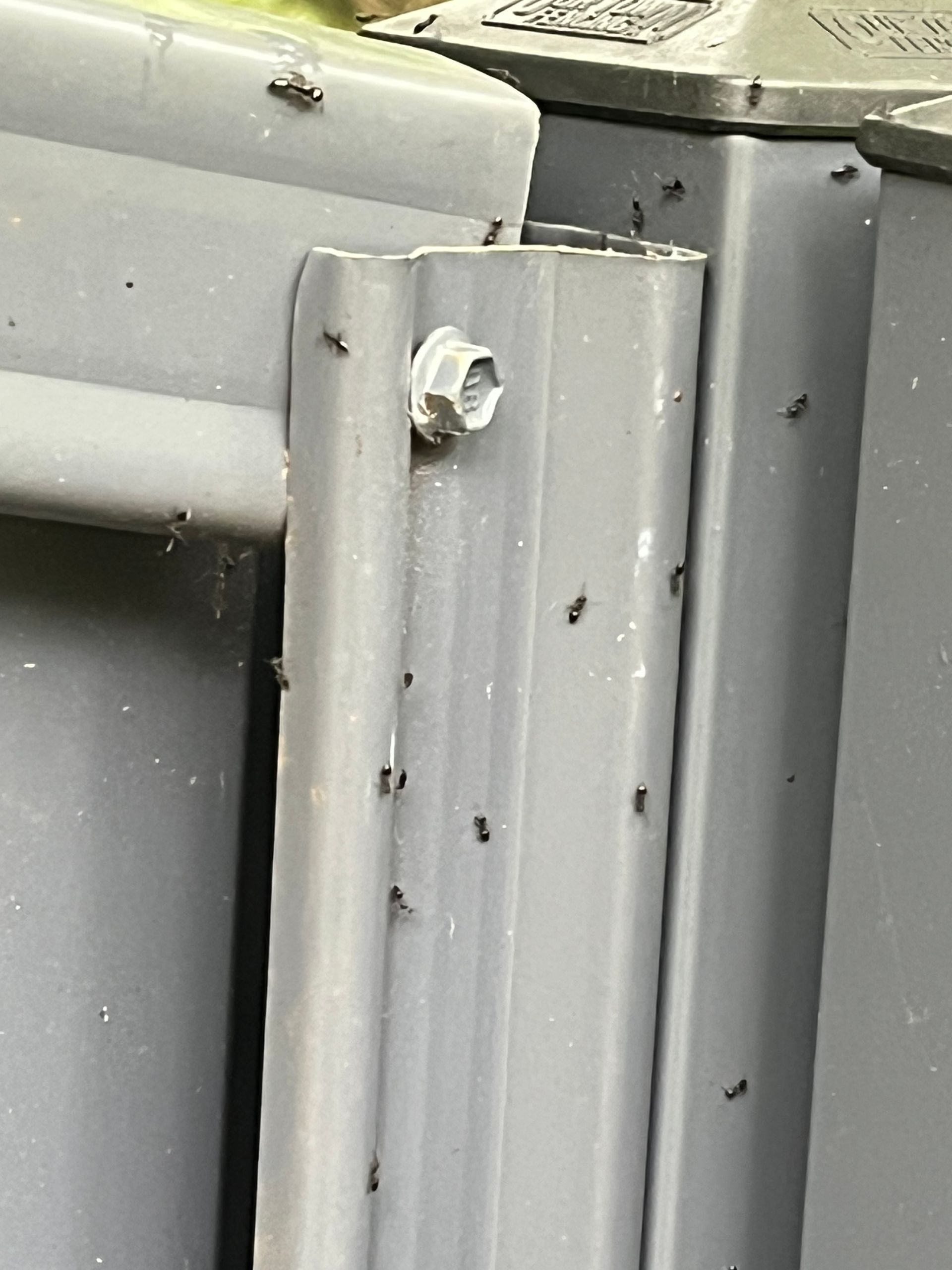 Black Ant Near a White, Fuzzy Mass on a Green Leaf — NatureWise Pest Control In Port Macquarie, NSW