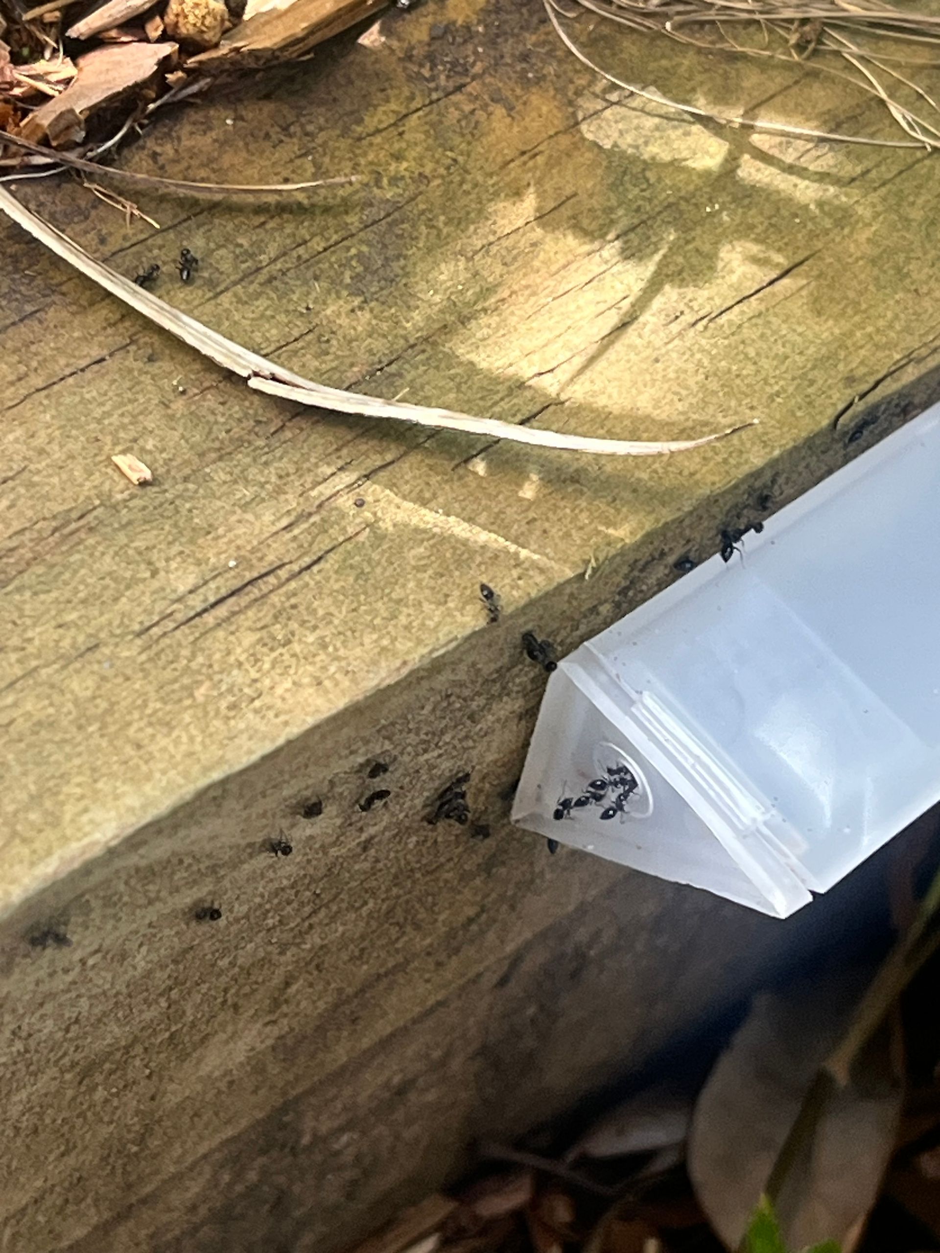 white footed ants entering white bait station brown wood, photo, Common pests in Port Macquarie and how to deal with them naturewise pest control