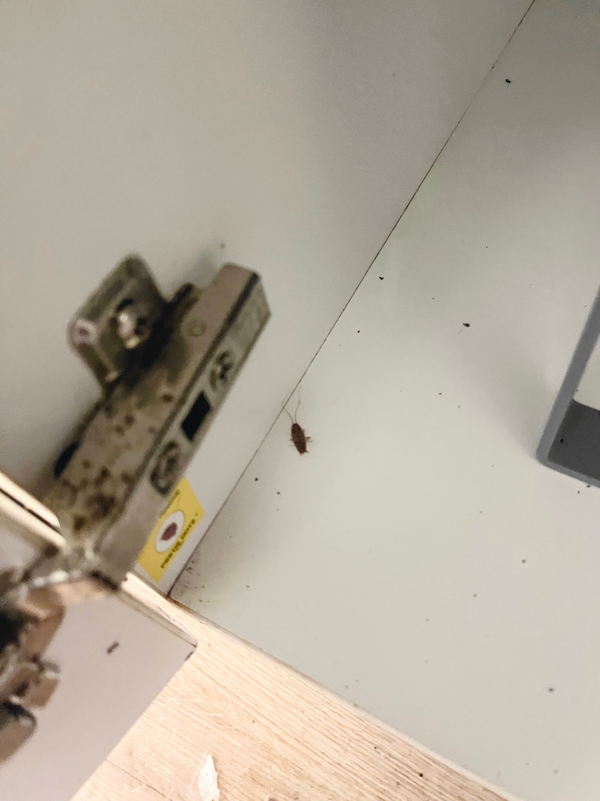 photo of kitchen cupboard with hinge and german cockroach Common pests in Port Macquarie