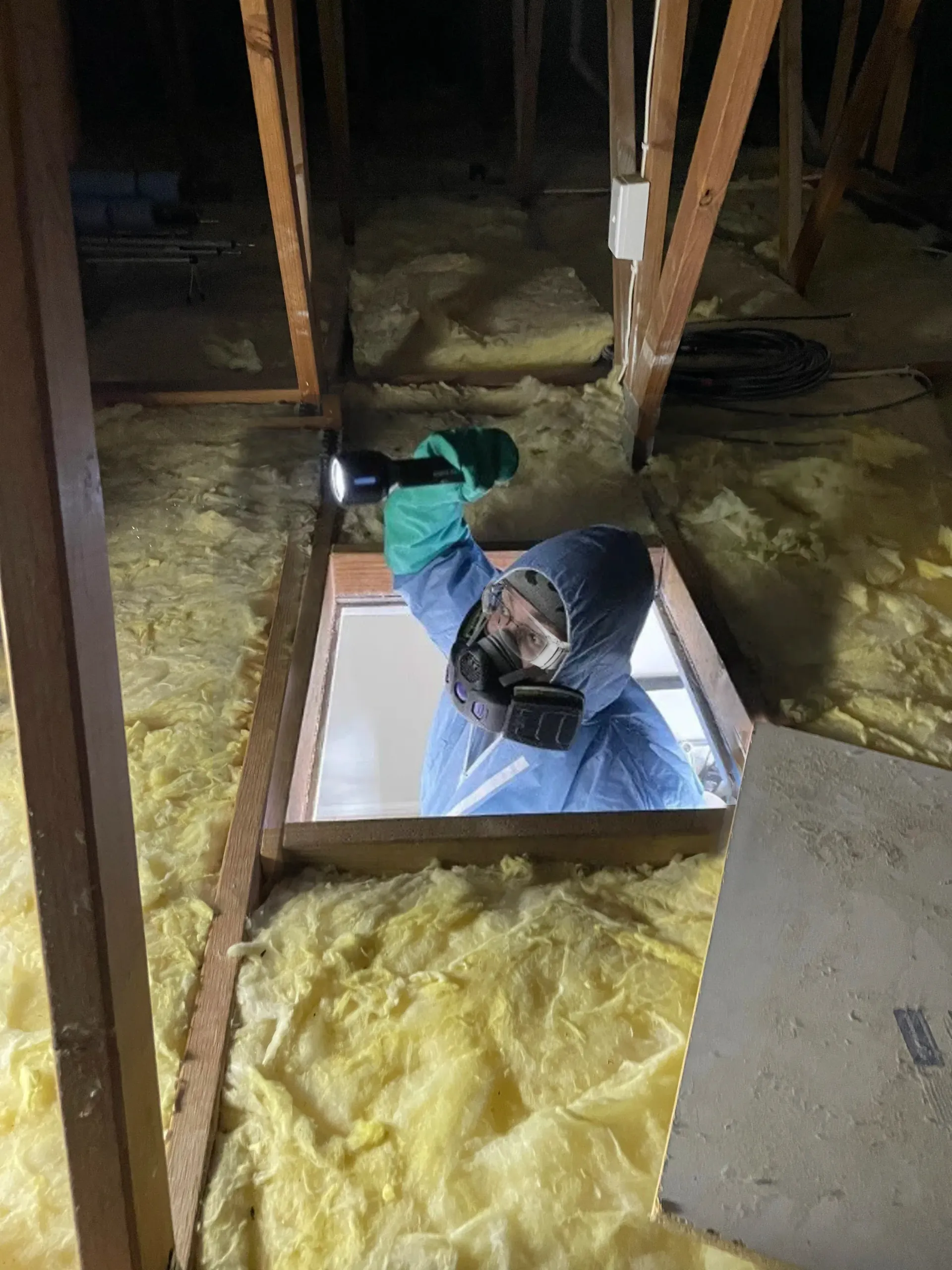Person With Flashlight Inspecting an Attic Opening — NatureWise Pest Control In Port Macquarie, NSW