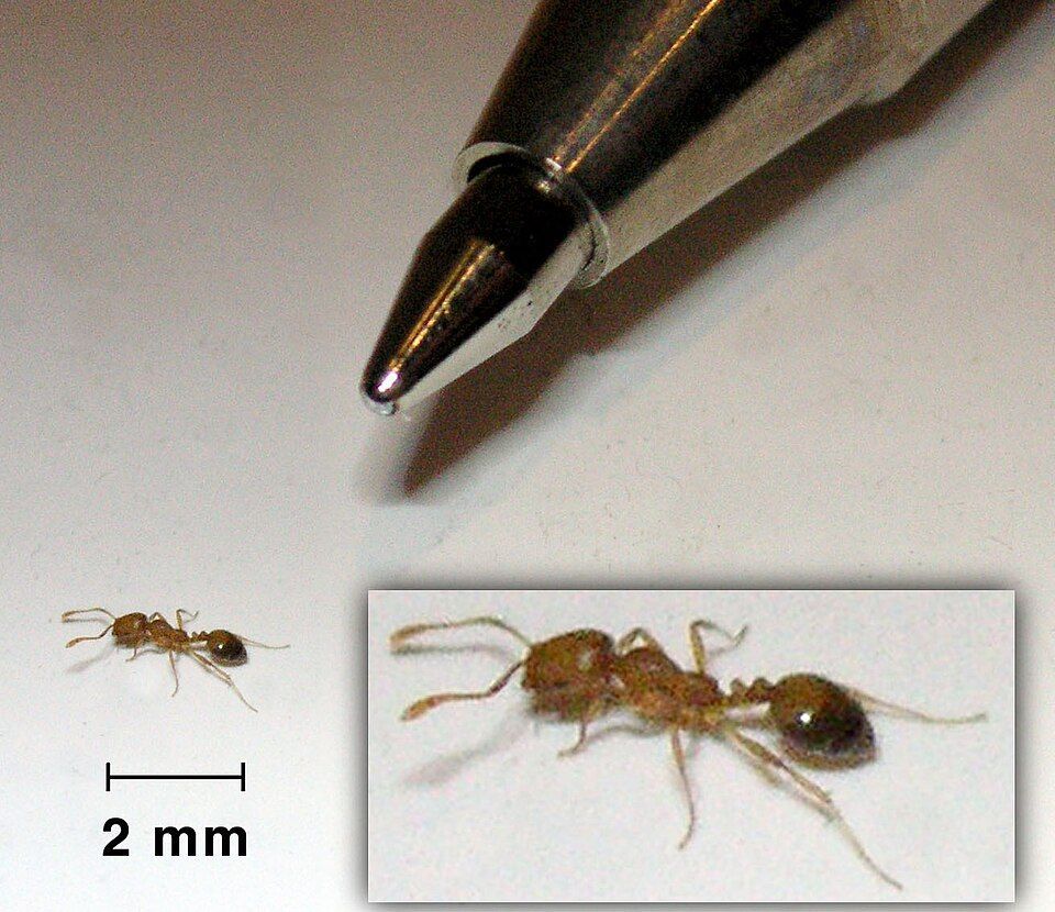 Tiny Yellow Ant Next to Pen Tip, Magnified Inset Shows Detail — NatureWise Pest Control In Port Macquarie, NSW