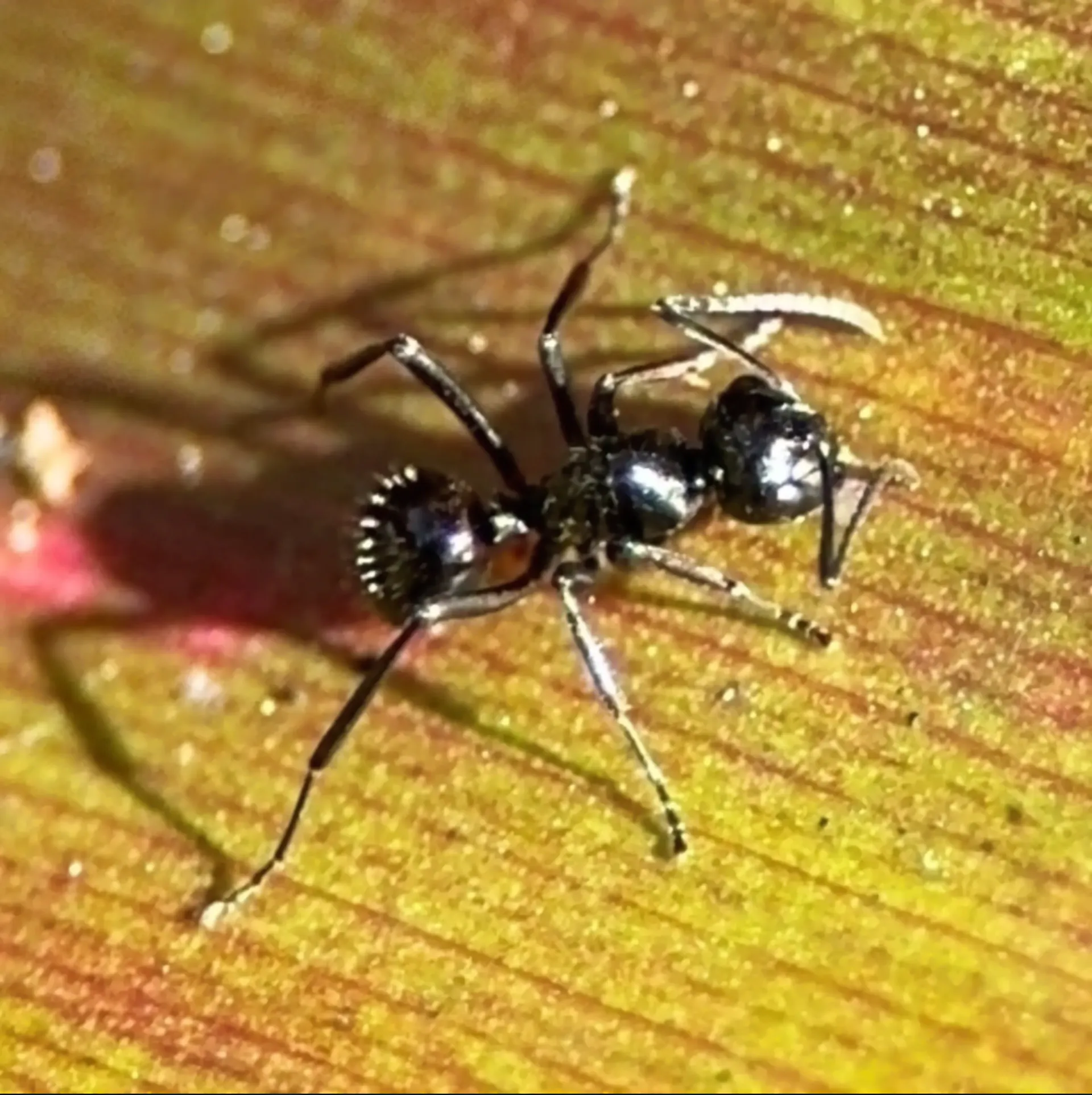 Photographs of the rattle ant (Polyrhachis australis), showing glossy black worker ant approximately