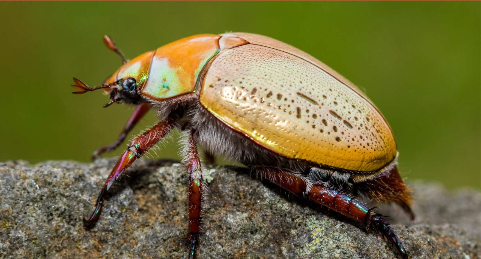 Beetle With Orange and Cream Shell — NatureWise Pest Control In Port Macquarie, NSW