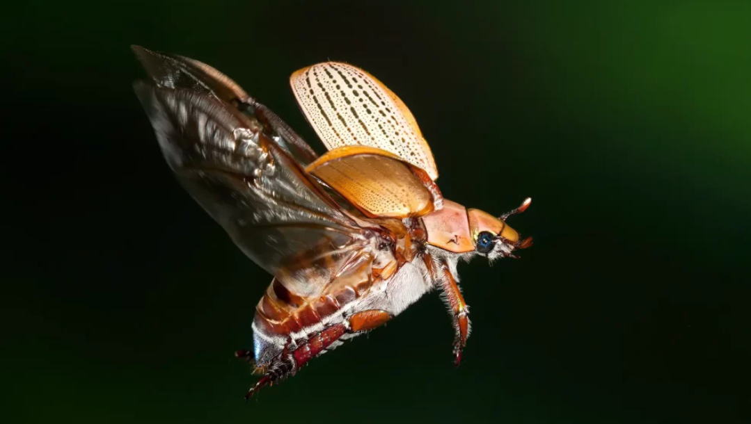 Beetle in Flight, Showcasing Wings, Orange Shell — NatureWise Pest Control In Port Macquarie, NSW