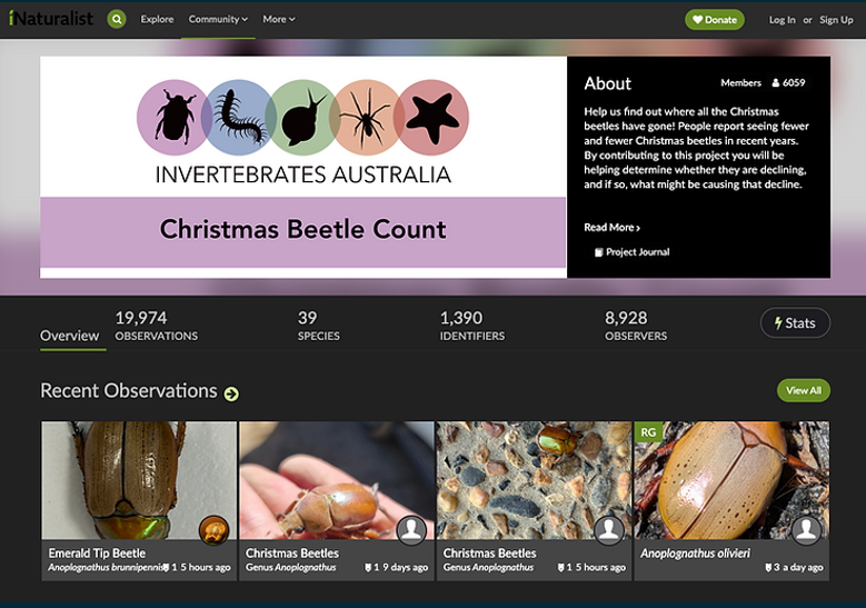 Screenshot of the Inaturalist Page for the Christmas Beetle Count — NatureWise Pest Control In Port Macquarie, NSW