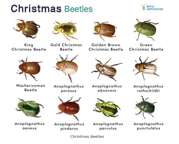 Twelve Different Types of Christmas Beetles With Descriptions — NatureWise Pest Control In Port Macquarie, NSW