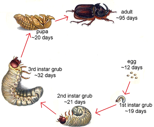 Life Cycle Diagram of a Beetle: Egg, Grub Stages — NatureWise Pest Control In Port Macquarie, NSW