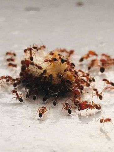 Ants Swarming Over a Piece of Food on a White Surface — NatureWise Pest Control In Port Macquarie, NSW