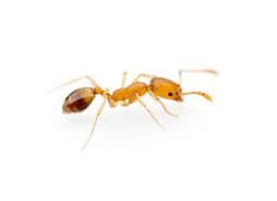 Small, Yellowish-brown Ant on a White Background — NatureWise Pest Control In Port Macquarie, NSW