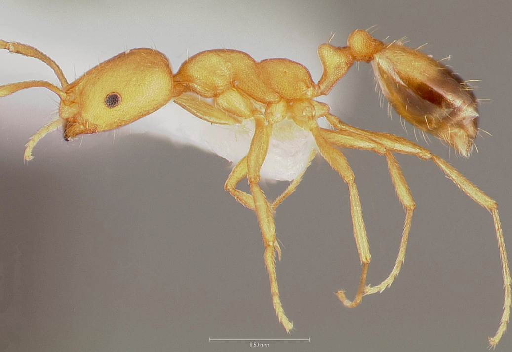 Yellow Ant With Long Legs and Antennae, Side View — NatureWise Pest Control In Port Macquarie, NSW