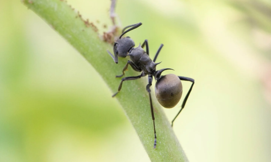 Black Ant Crawling on a Green Stem — NatureWise Pest Control In Port Macquarie, NSW