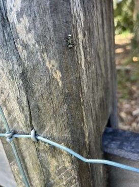 Small, Gray Insect With Metallic Sheen — NatureWise Pest Control In Port Macquarie, NSW