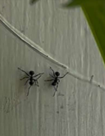 Two Small Black Ants on a White Wall, Near a Thin, Curved Object — NatureWise Pest Control In Port Macquarie, NSW