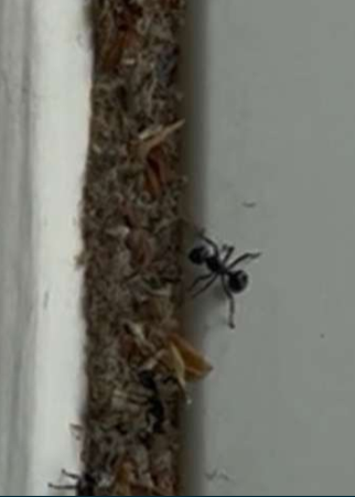 Black Ant Crawling on Textured Surface Beside a White Wall — NatureWise Pest Control In Port Macquarie, NSW