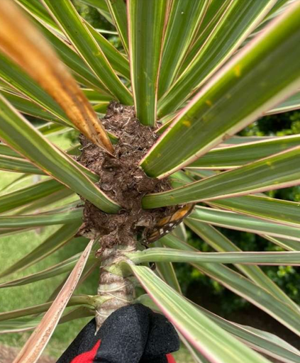Top-down View of a Dracaena Plant With Green — NatureWise Pest Control In Port Macquarie, NSW