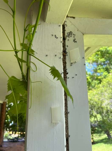 Ants Crawling on a White Wooden Porch Column With a Vine — NatureWise Pest Control In Port Macquarie, NSW