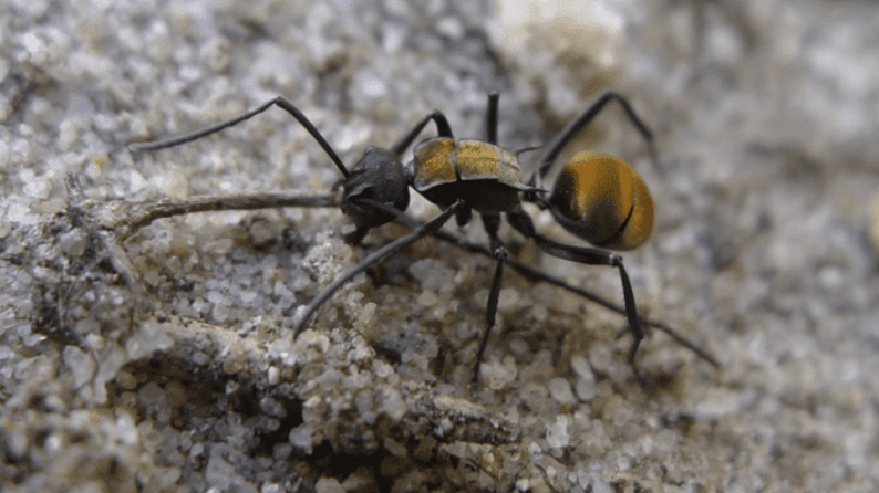 Black and Gold Ant Crawling on a Textured, Light Gray Surface — NatureWise Pest Control In Port Macquarie, NSW