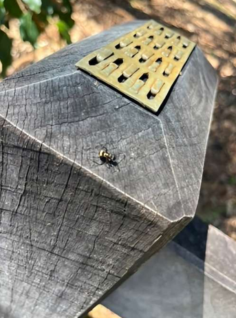 Small Insect on a Weathered Wooden Post — NatureWise Pest Control In Port Macquarie, NSW