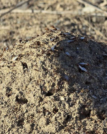 Mound of Dirt With Several Holes, Possibly an Ant Hill — NatureWise Pest Control In Port Macquarie, NSW