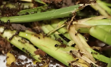 Ants Swarming on Green Stalks — NatureWise Pest Control In Port Macquarie, NSW