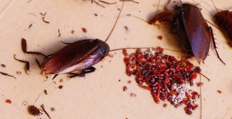 Brown Cockroaches With Egg Sacs on a Tan Surface — NatureWise Pest Control In Port Macquarie, NSW