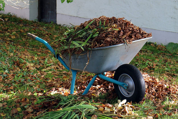 Blue Wheelbarrow Filled With Mulch and Green Grass — NatureWise Pest Control In Port Macquarie, NSW