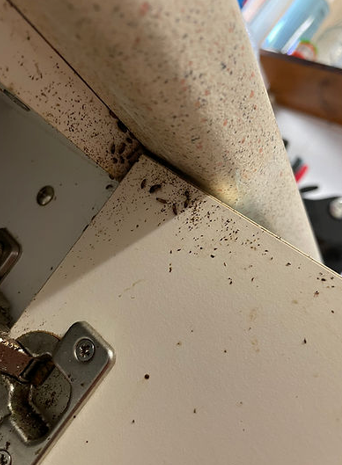 Small Dark Insects and Debris Scattered Near Cabinet Hinges — NatureWise Pest Control In Port Macquarie, NSW