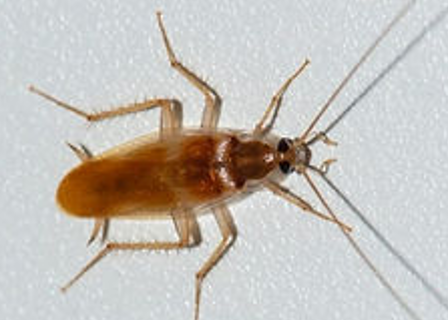 Tan-brown Cockroach on a White Surface — NatureWise Pest Control In Port Macquarie, NSW