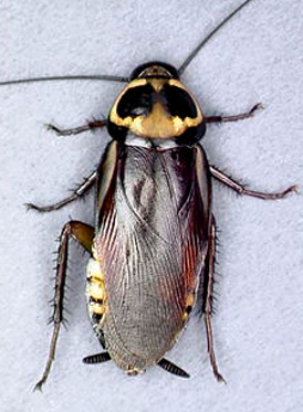 Cockroach, Dark Body With Yellow and Black Markings on Head — NatureWise Pest Control In Port Macquarie, NSW