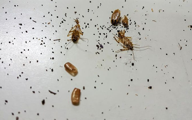 Dead Cockroaches and Egg Casings — NatureWise Pest Control In Port Macquarie, NSW