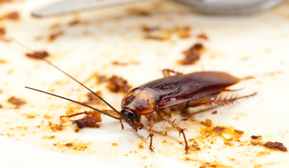 Cockroach on a Dirty Plate With Food Crumbs — NatureWise Pest Control In Port Macquarie, NSW
