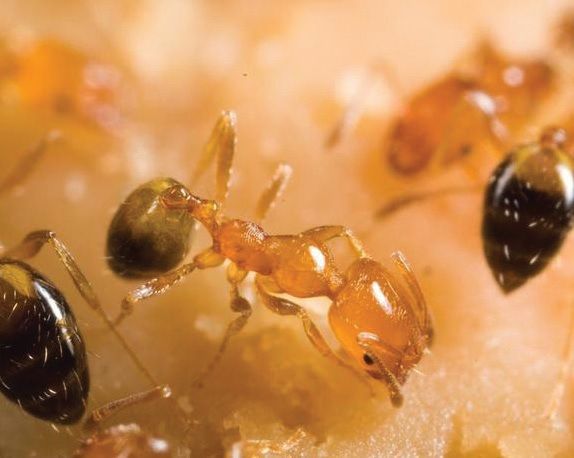 Orange Ants With Dark Abdomens on a Surface, Likely Feeding — NatureWise Pest Control In Port Macquarie, NSW